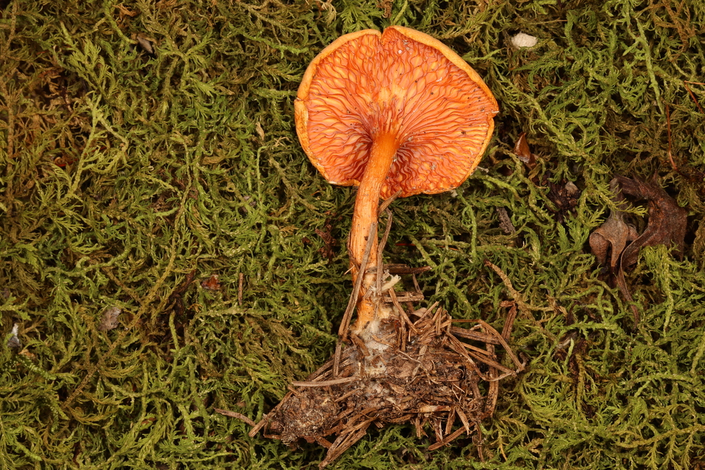 Hygrophoropsis sp. 'aurantiaca-01' from Hammondsville, OH, USA on ...