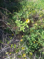 Helianthus debilis image