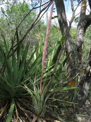 Tillandsia califanii