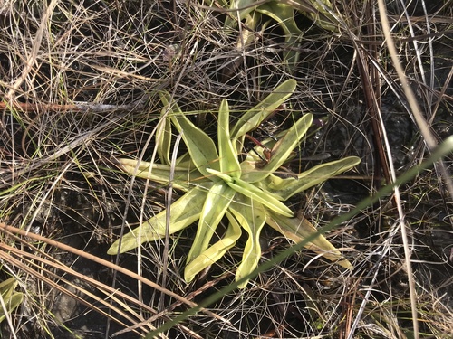 Pinguicula ionantha