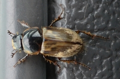 Melinopterus
