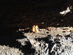 Pristoceuthophilus pacificus