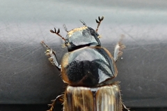 Melinopterus