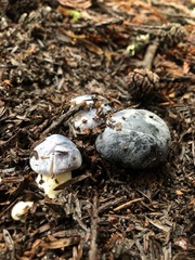 Entoloma medianox
