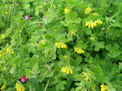 Lotus ornithopodioides