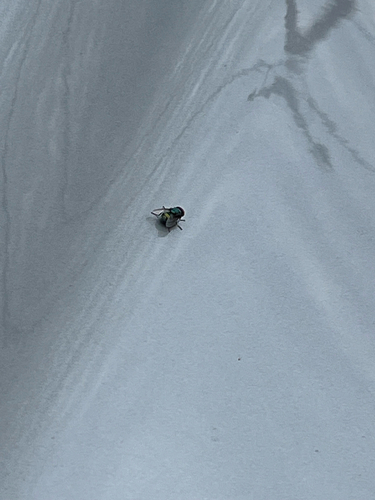 Unknown species found near McAllen, TX, US