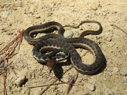 Photo of a Goldenhead Garter Snake (Thamnophis chrysocephalus)