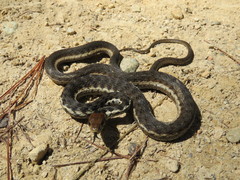 Thamnophis chrysocephalus