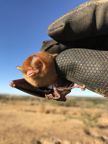 Mexican Greater Funnel-eared Bat