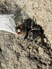Phidippus phoenix