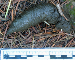 Didelphis virginiana