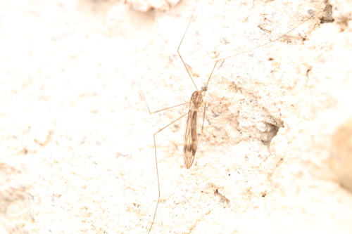 Unknown species found near Chester County, PA, USA