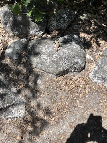 iNaturalist observation photo of Gilbert's Skink