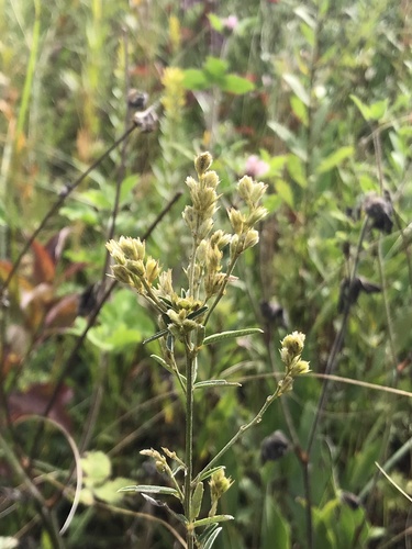 Image of Lespedeza leptostachya by (c) Brandon Corder, some rights reserved (CC BY)