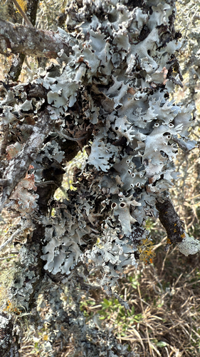 Parmotrema cetratum observed 2025-12-02