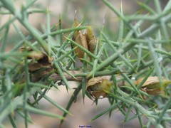 Ulex eriocladus