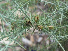 Ulex eriocladus