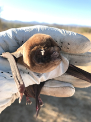 Mormoops megalophylla