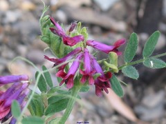 Vicia benghalensis