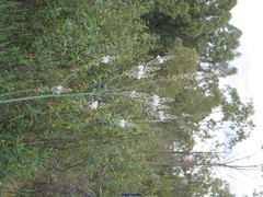 Asphodelus serotinus