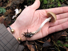 Psathyrella longistriata