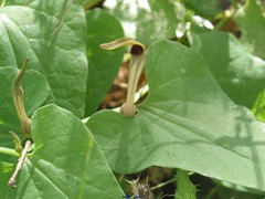 Aristolochia paucinervis