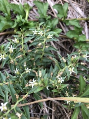 Lobelia concolor