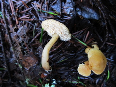 Hydnum oregonense