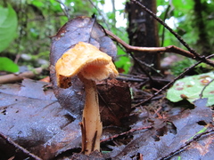 Hydnum oregonense