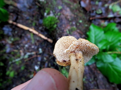 Hydnum oregonense