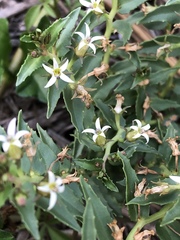 Lobelia concolor