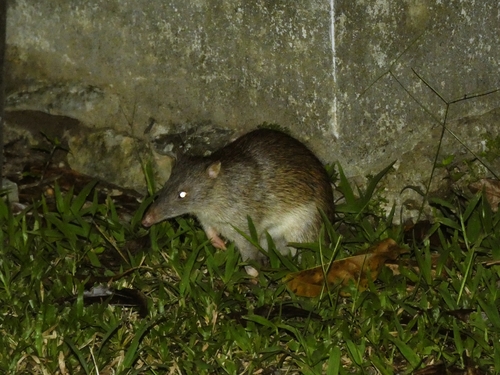 Northern Brown Bandicoot (Isoodon macrourus)