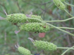 Lavandula viridis