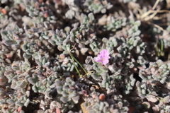 Tiquilia mexicana