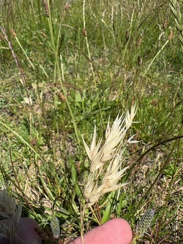 Rytidosperma duttonianum, 2025-12-03