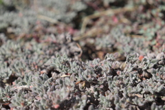 Tiquilia mexicana