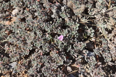Tiquilia mexicana