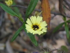 Cistus ladanifer