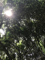 Nectandra turbacensis