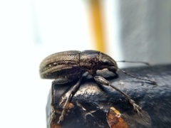 Naupactus leucoloma