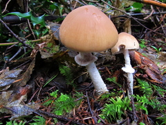 Psathyrella longistriata