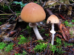 Psathyrella longistriata