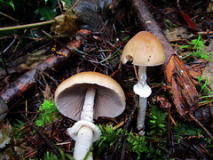 Psathyrella longistriata