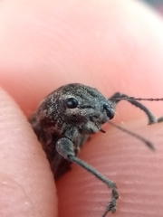 Naupactus leucoloma
