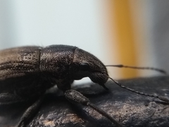 Naupactus leucoloma