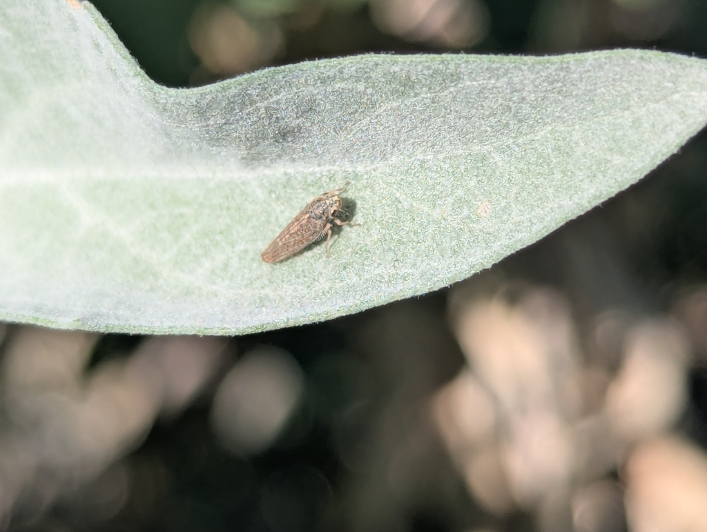 Neokolla severini