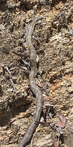 Tiger Snake sighting