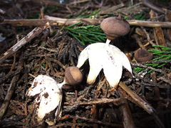 Geastrum pectinatum