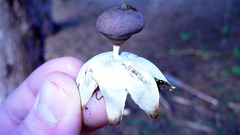 Geastrum pectinatum