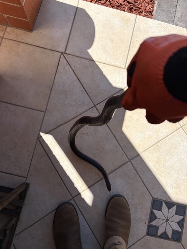 Red-bellied Black Snake sighting